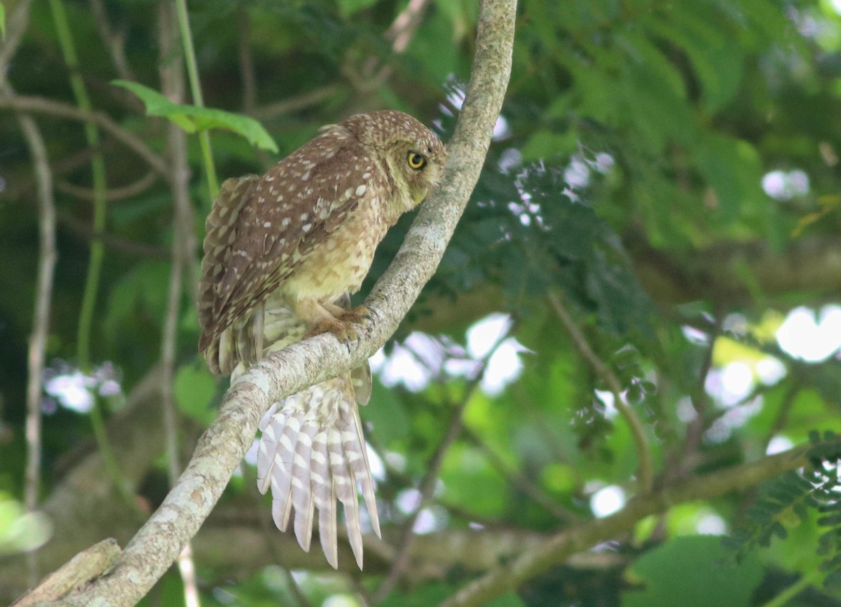 Spotted Owlet - ML621236253