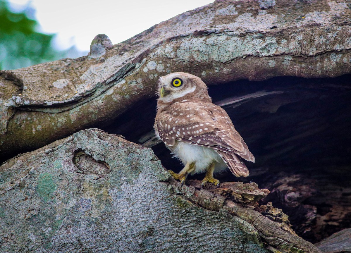 Spotted Owlet - ML621236254