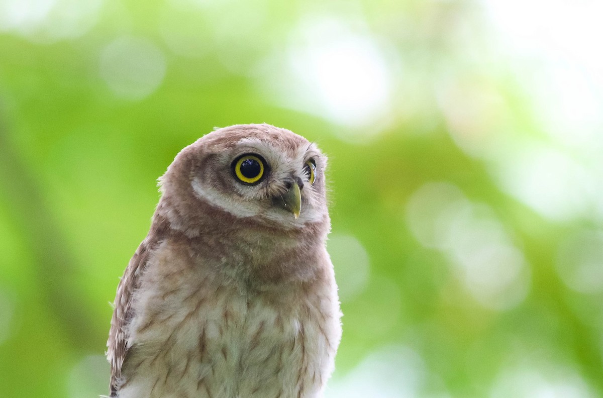 Spotted Owlet - ML621236255