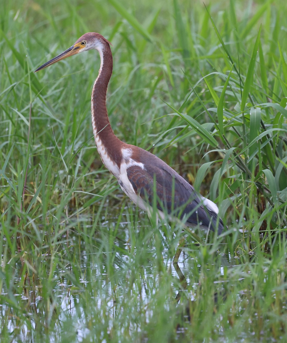 Tricolored Heron - ML621236269