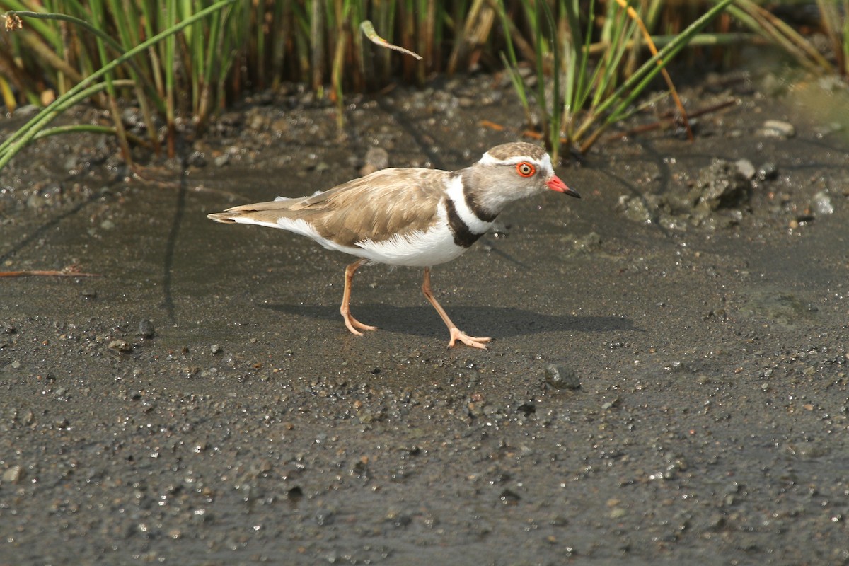 Three-banded Plover - ML621236290