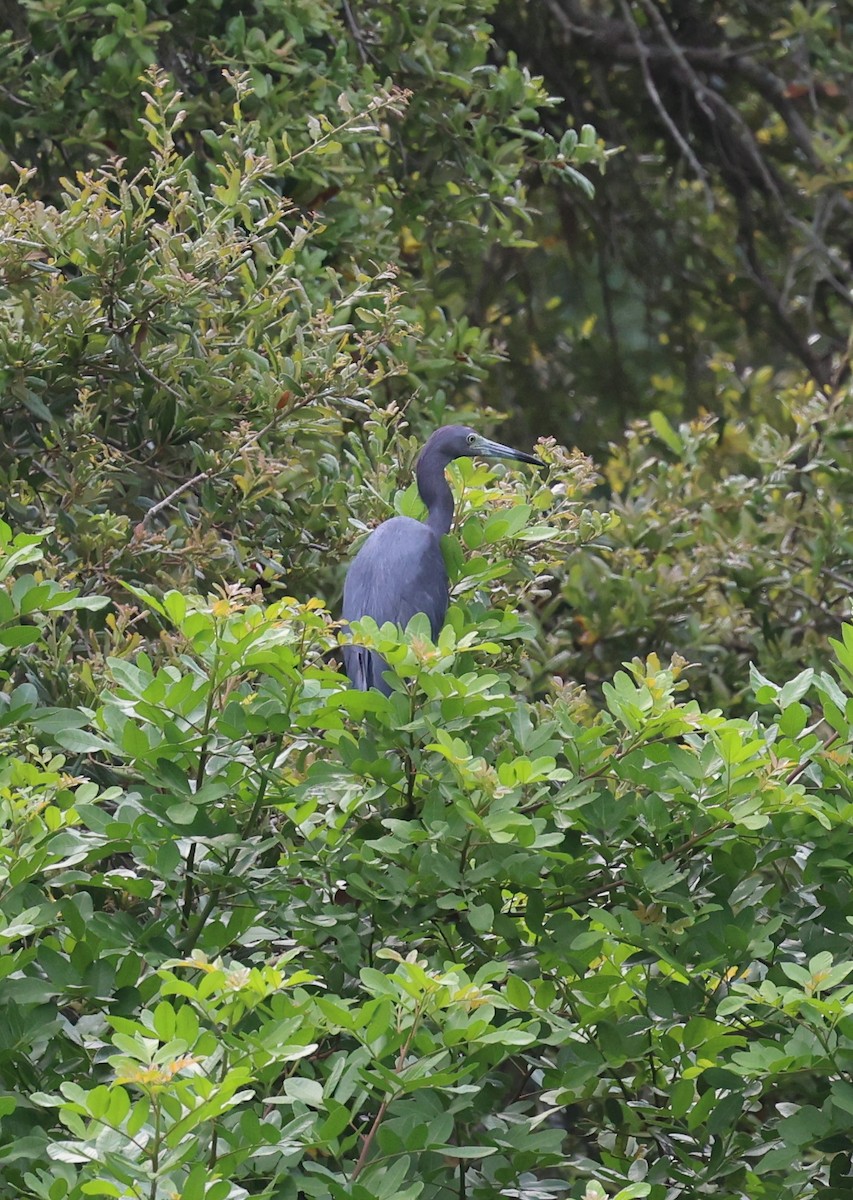 Great Blue Heron - ML621236293