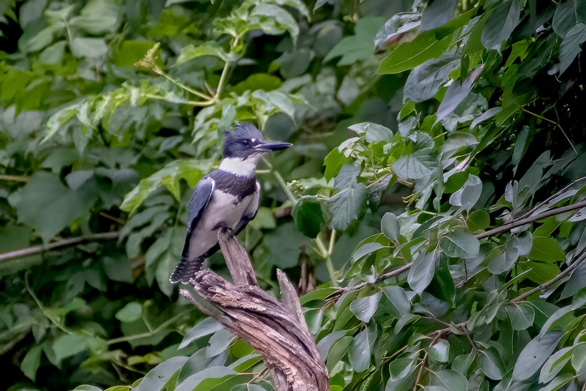 Belted Kingfisher - ML621236294