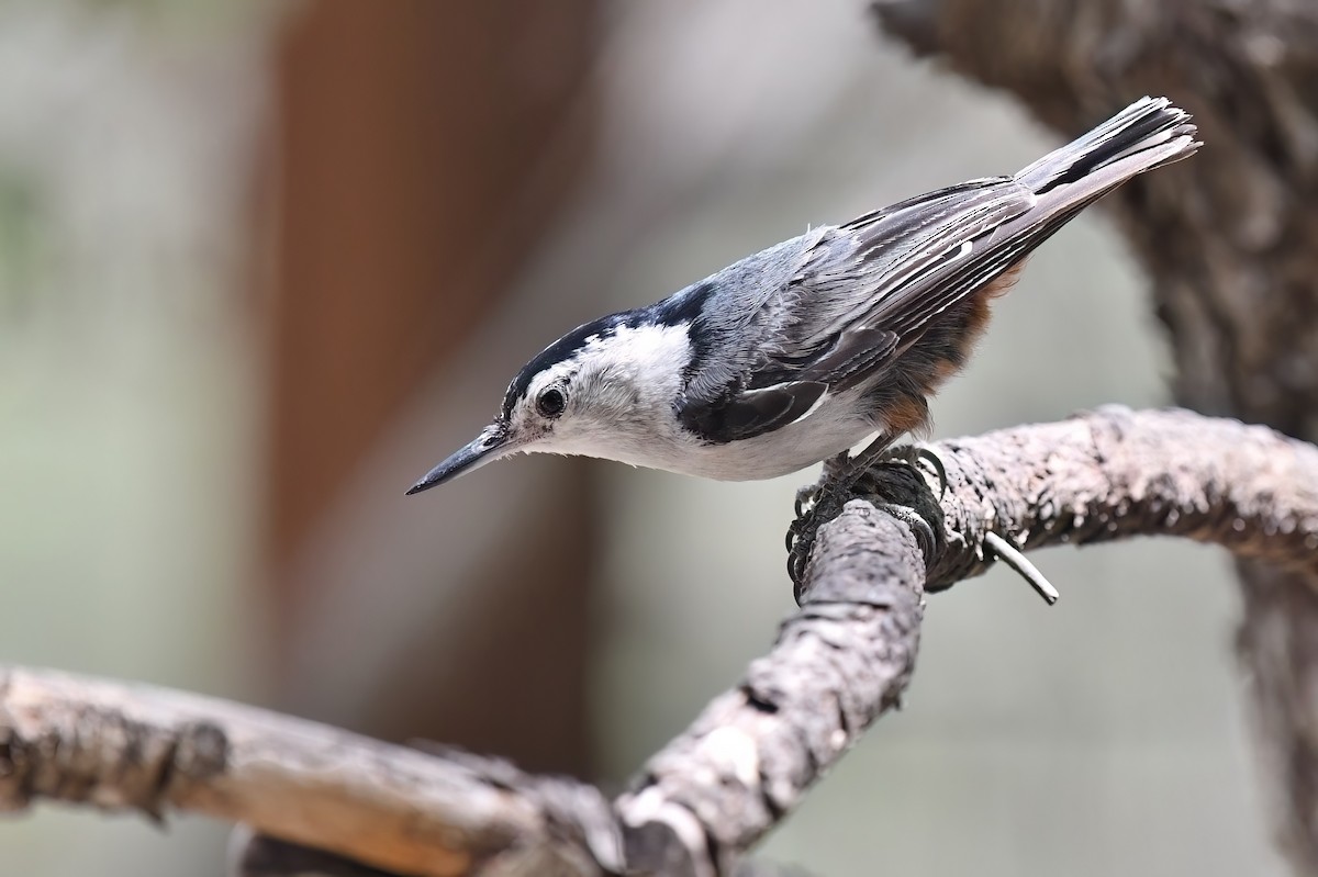 White-breasted Nuthatch - ML621236295