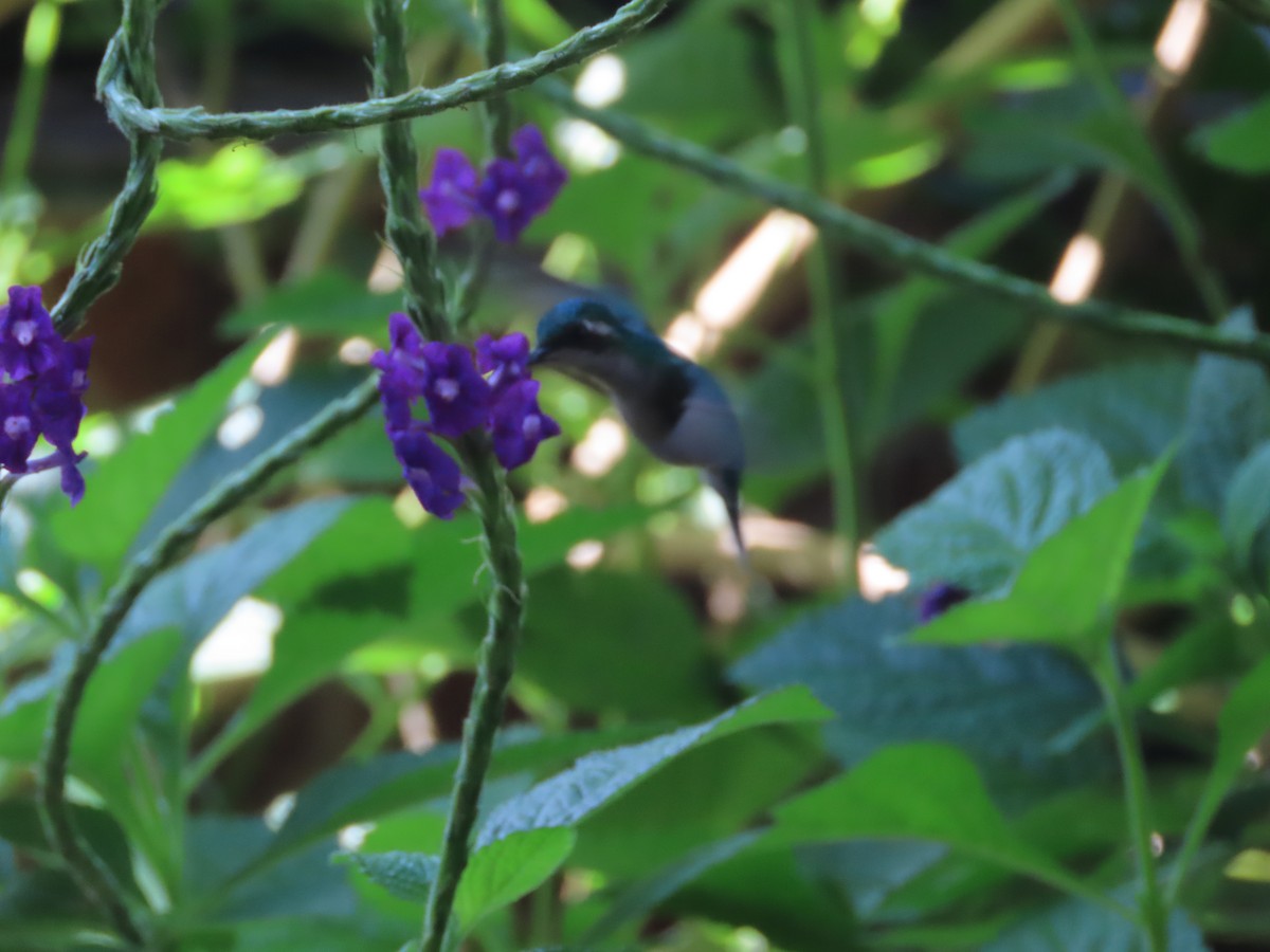 kolibřík zahradní - ML621236298