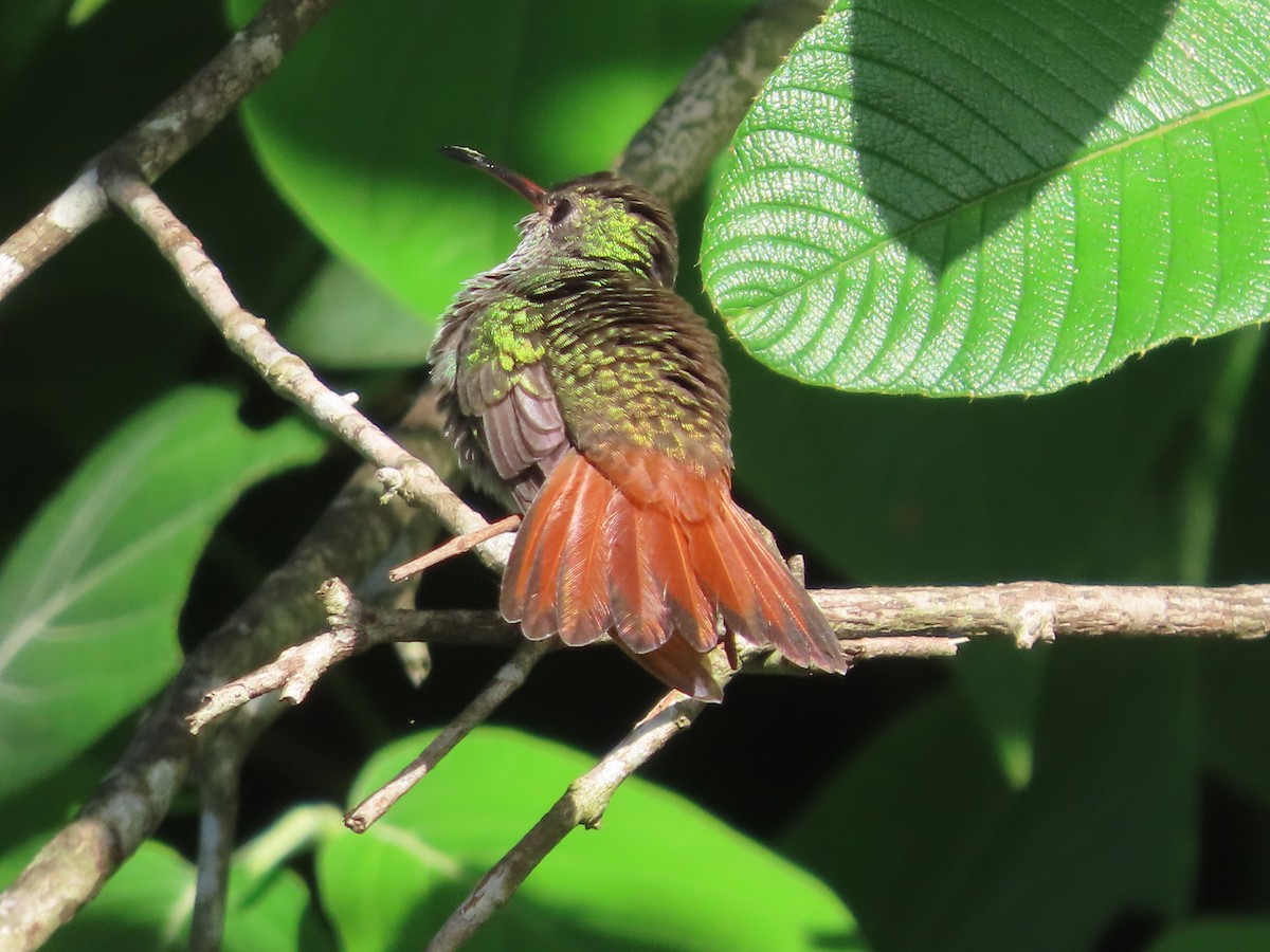 Rufous-tailed Hummingbird - ML621236304