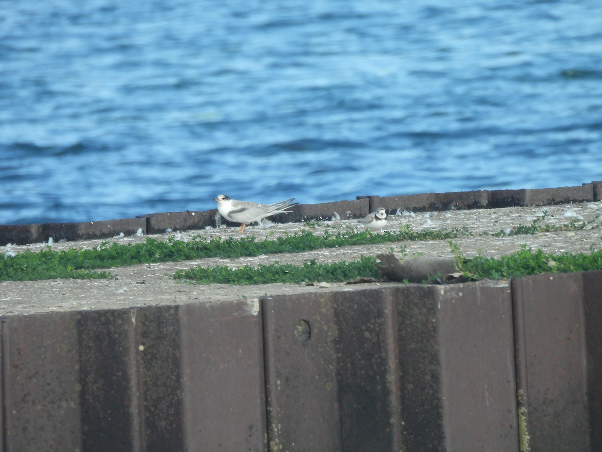 Piping Plover - ML621236306