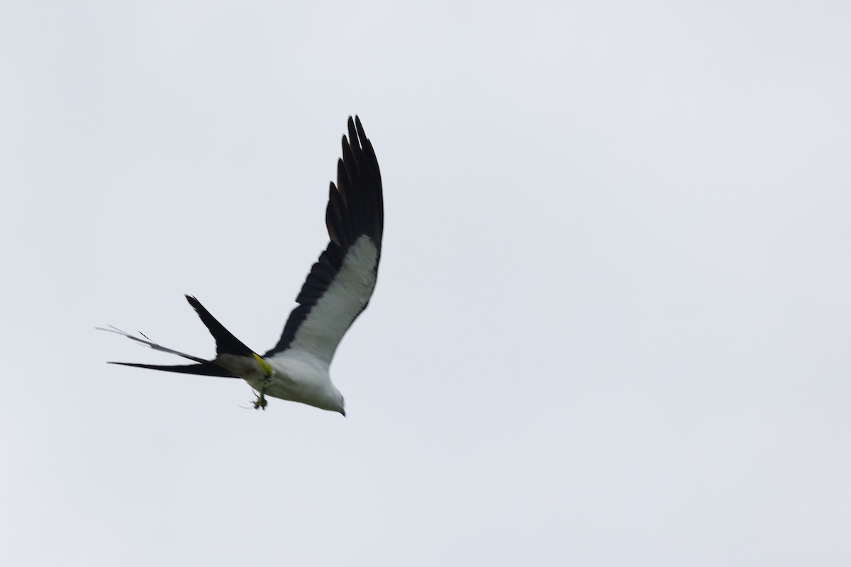 Swallow-tailed Kite - ML621236358