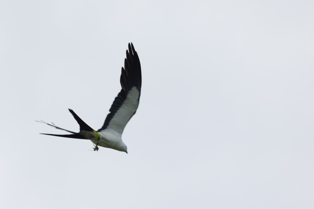 Swallow-tailed Kite - Gregory Hamlin