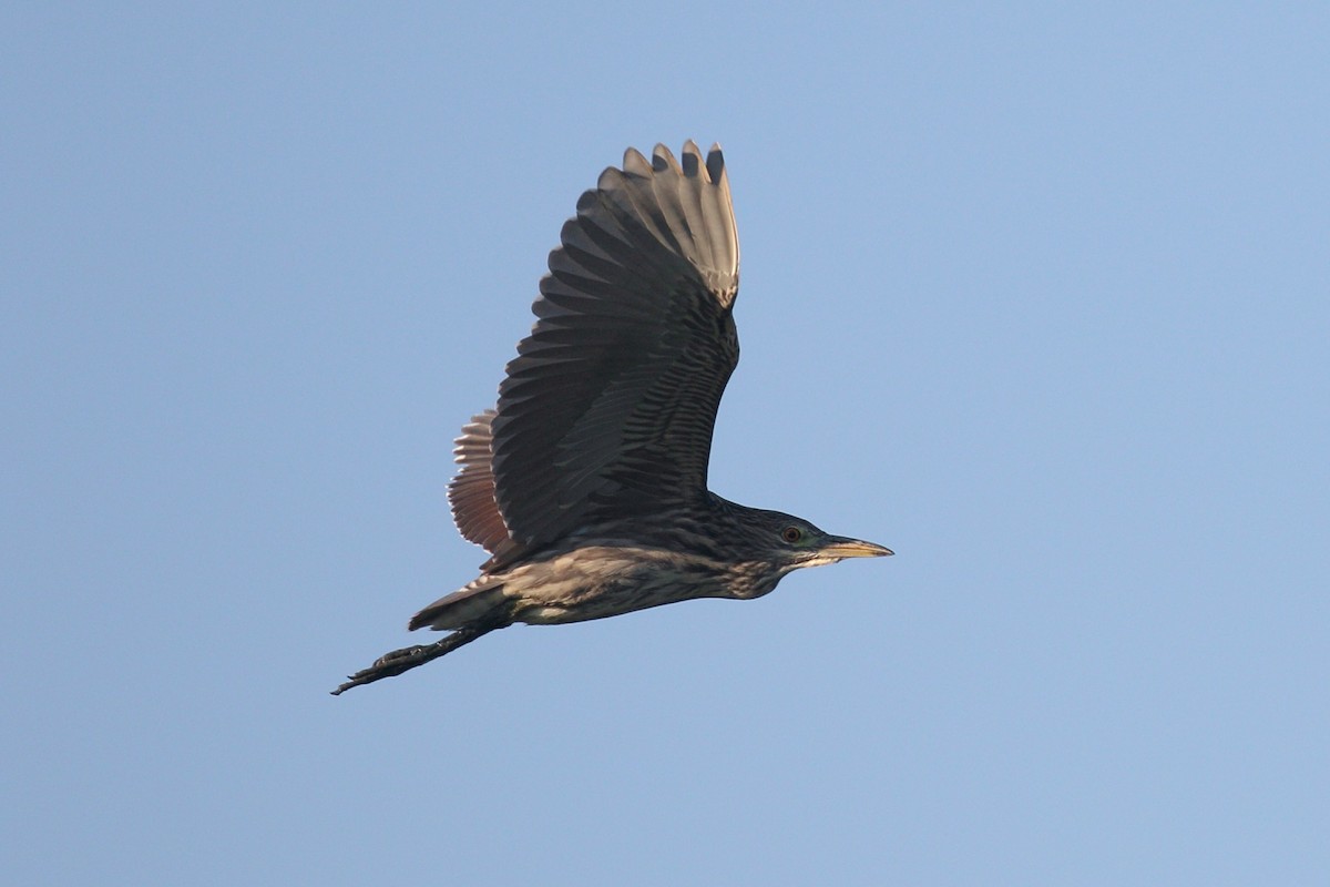 Black-crowned Night Heron - ML621236456
