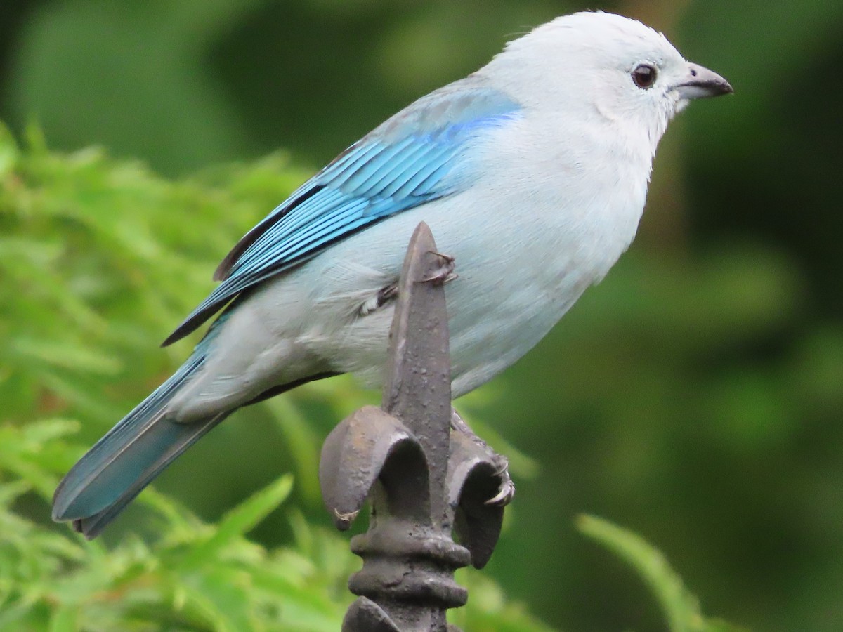 Blue-gray Tanager - ML621236474