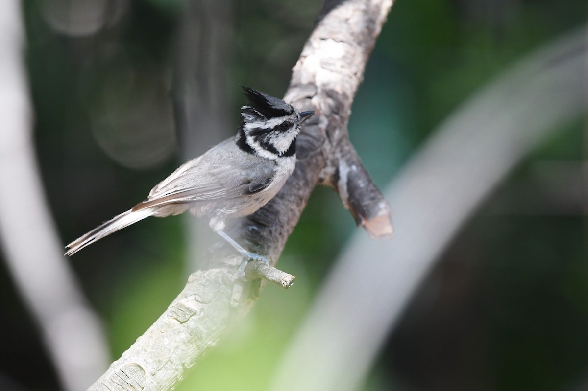 Bridled Titmouse - ML621236475