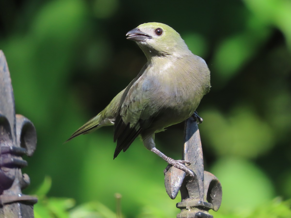 Palm Tanager - ML621236484