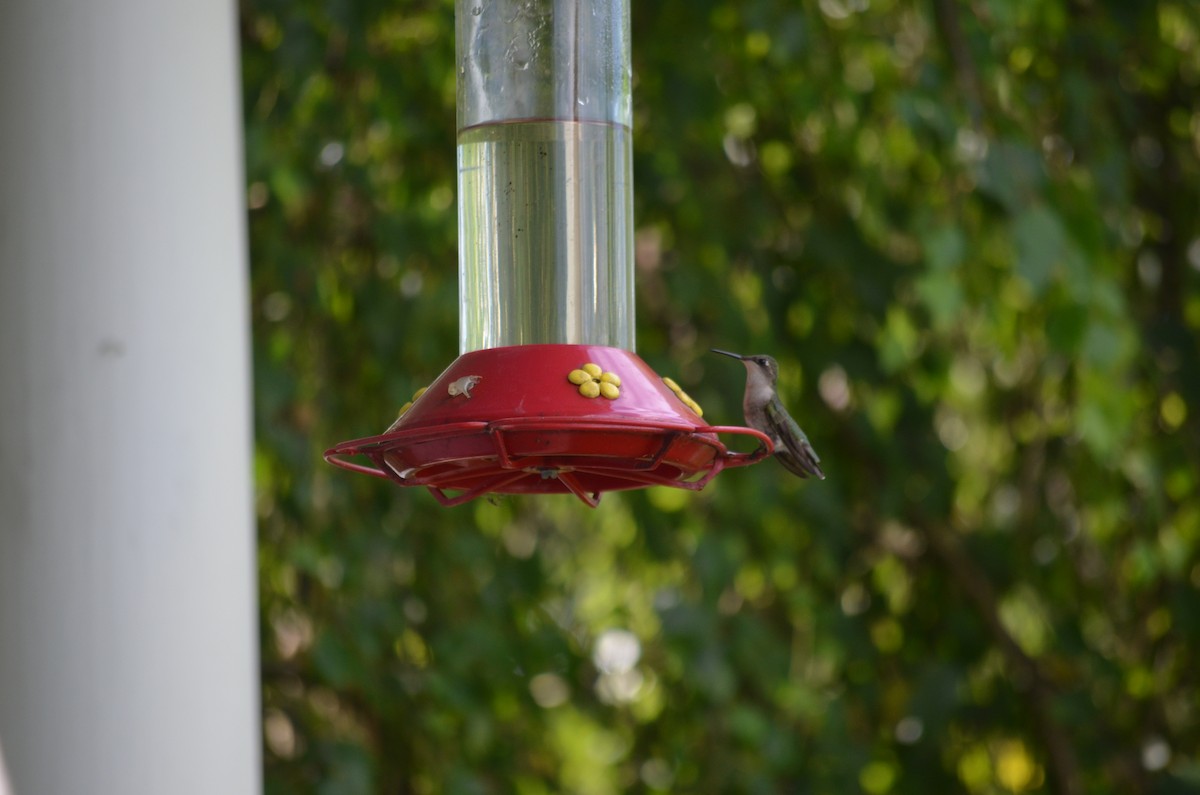 Рубиновогорлый колибри - ML621236491