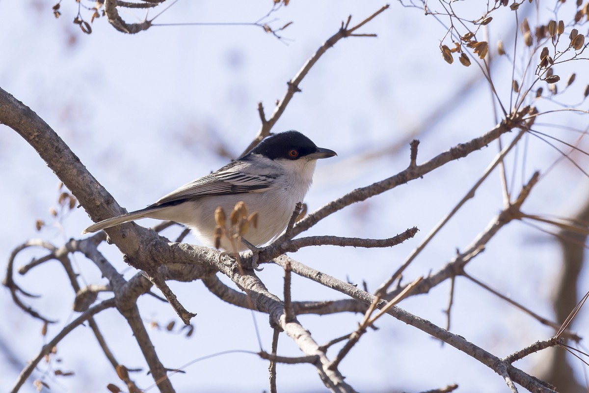 Black-backed Puffback - ML621236494