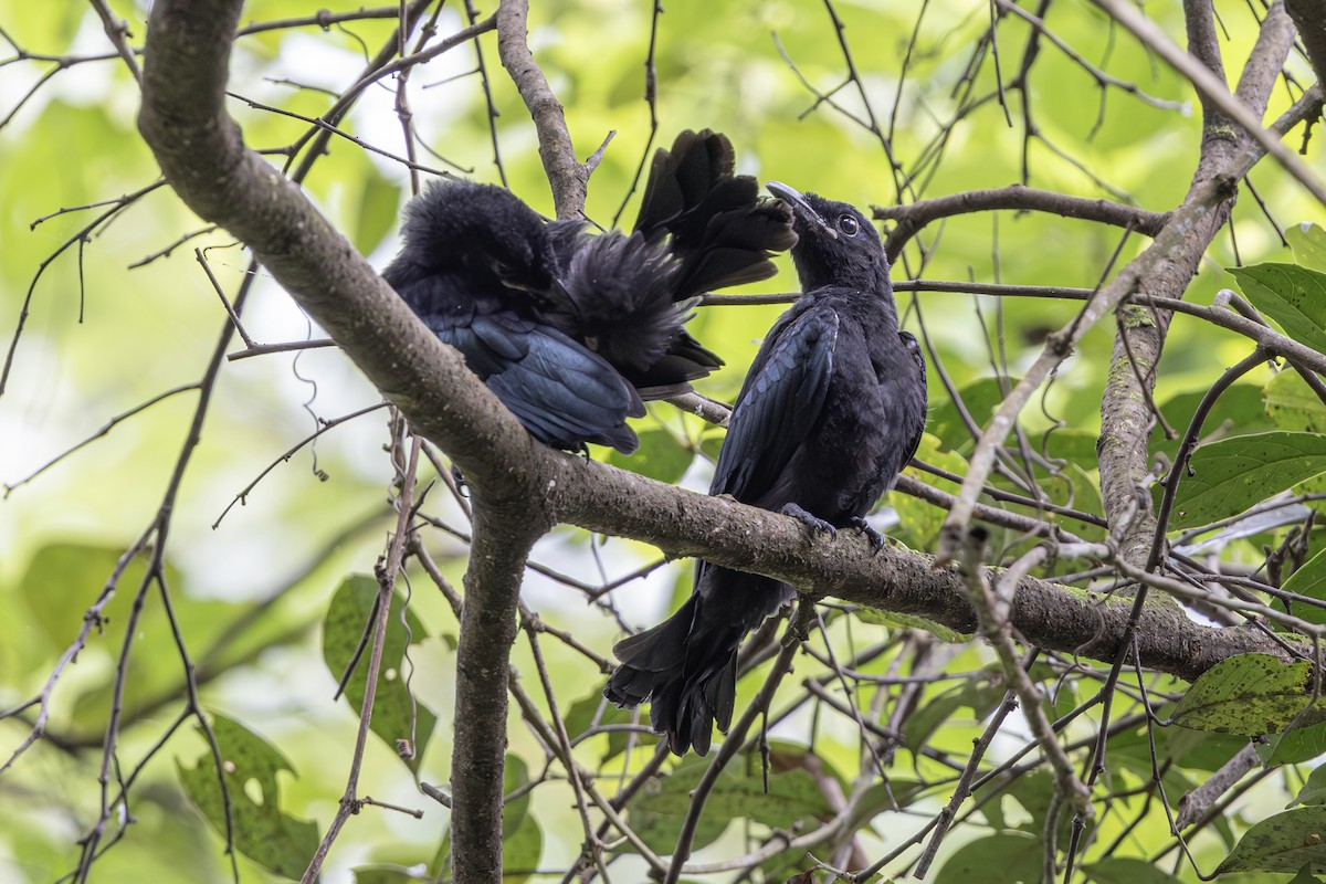 Hair-crested Drongo - ML621236505