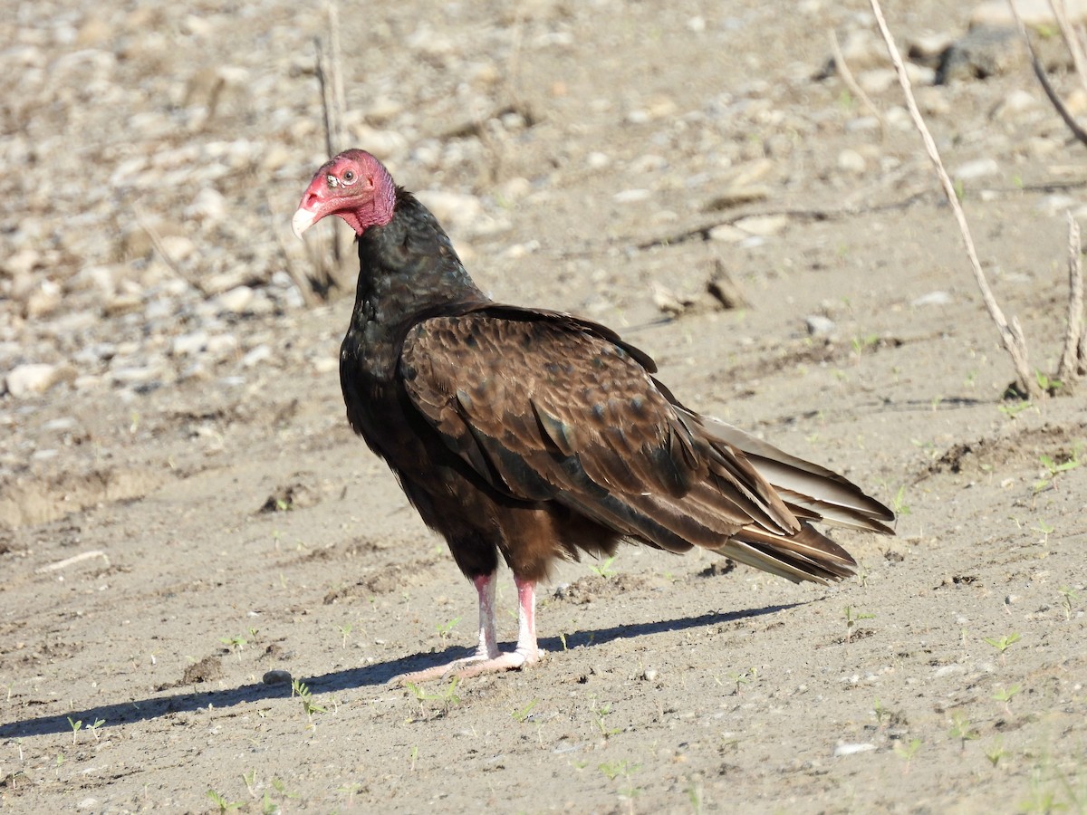 Turkey Vulture - ML621236515
