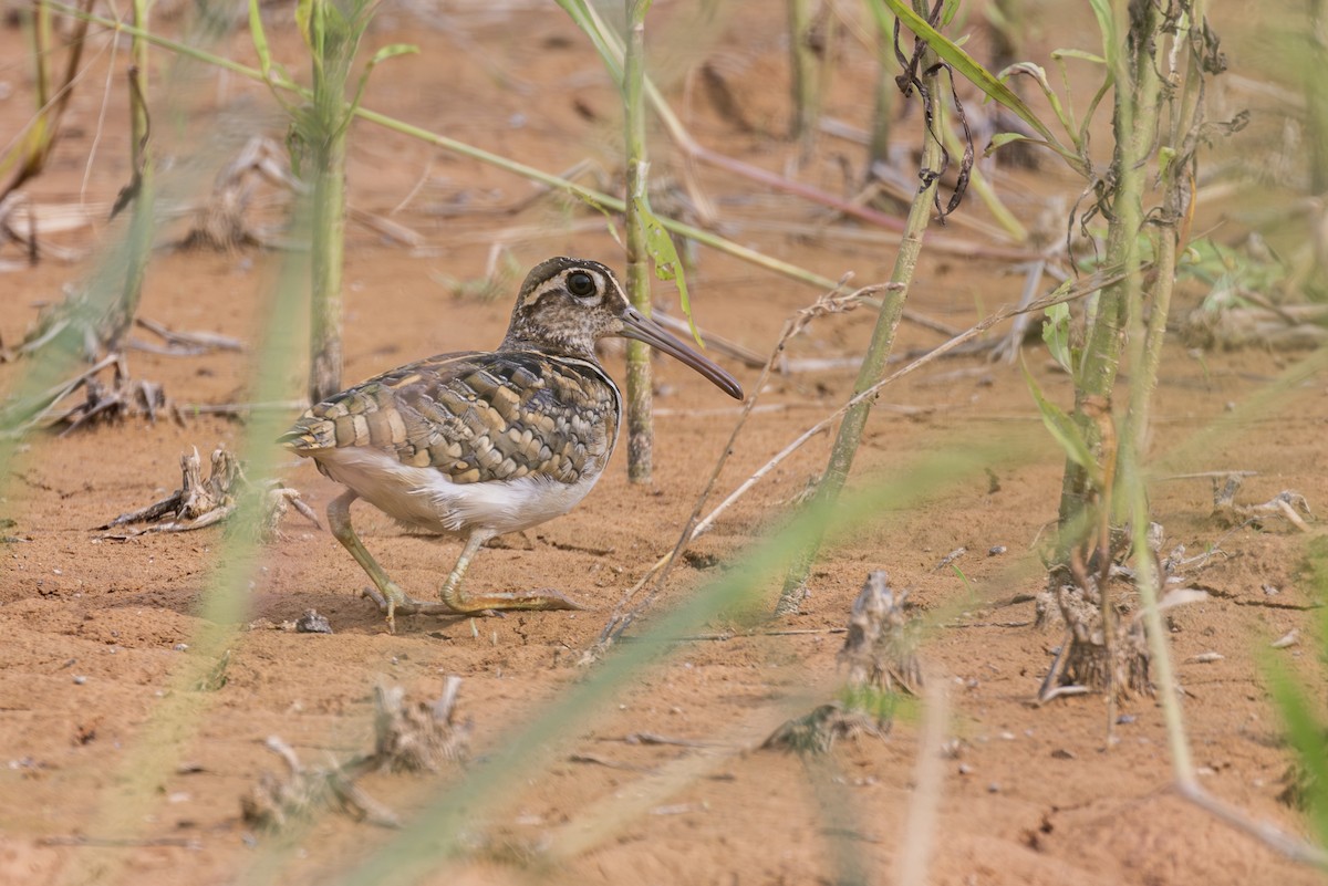 Greater Painted-Snipe - ML621236558