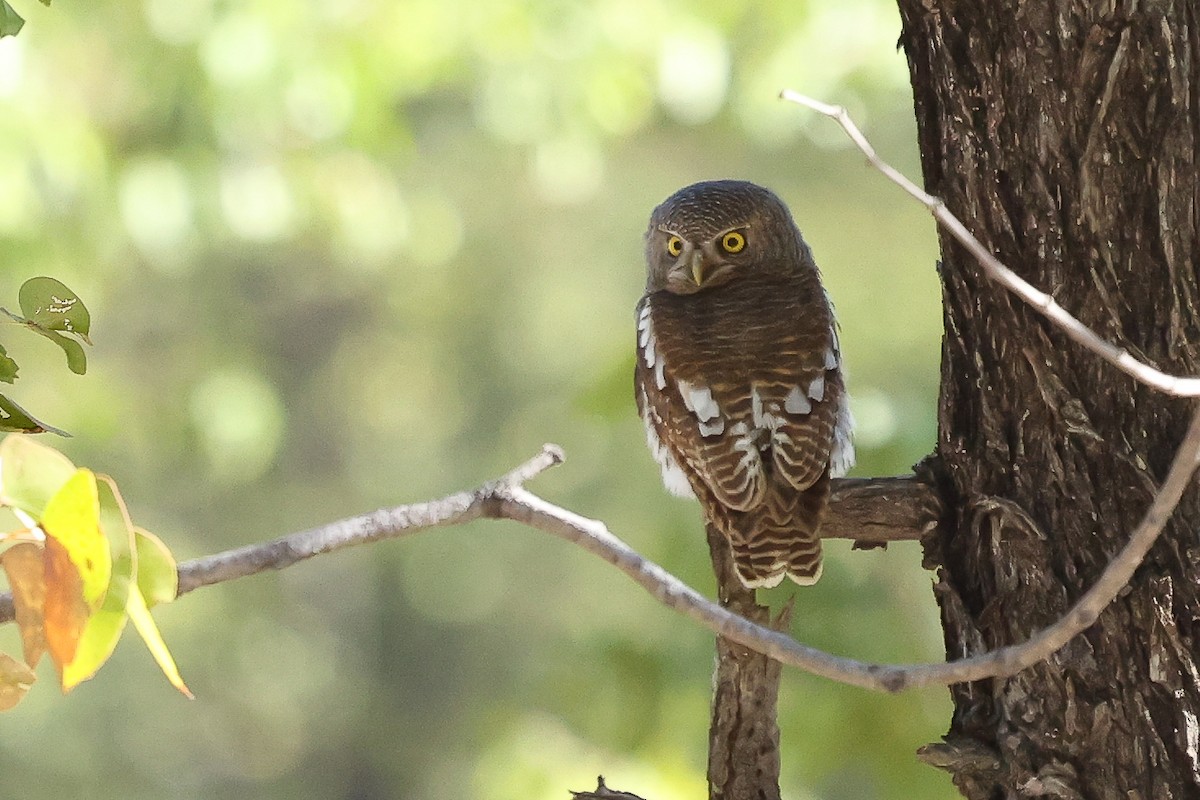African Barred Owlet - ML621236582
