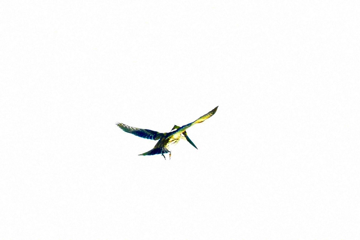 Amazon Kingfisher - ML621236584
