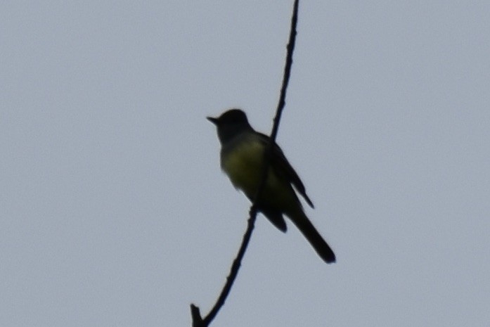 Great Crested Flycatcher - ML621236586