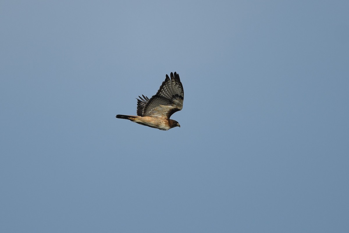 Red-tailed Hawk - ML621236590