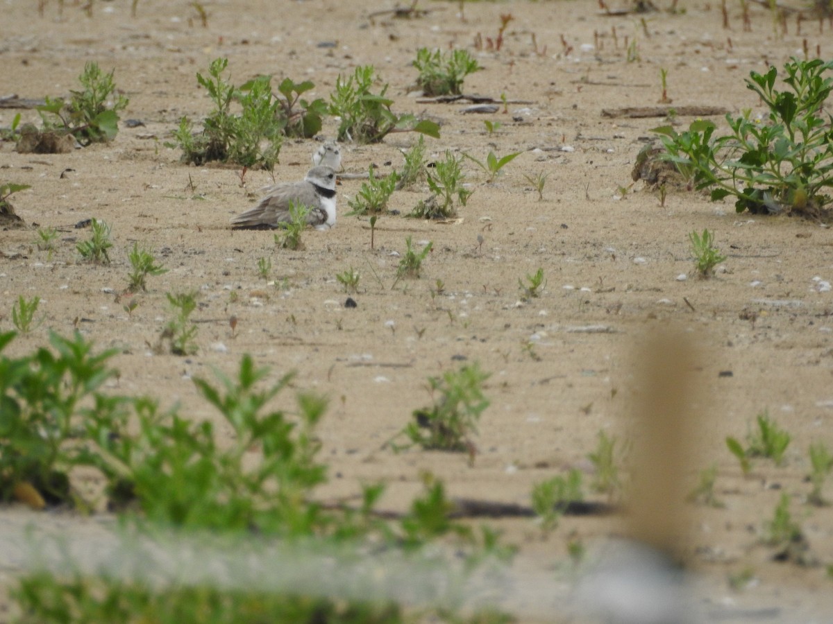 Piping Plover - ML621236598