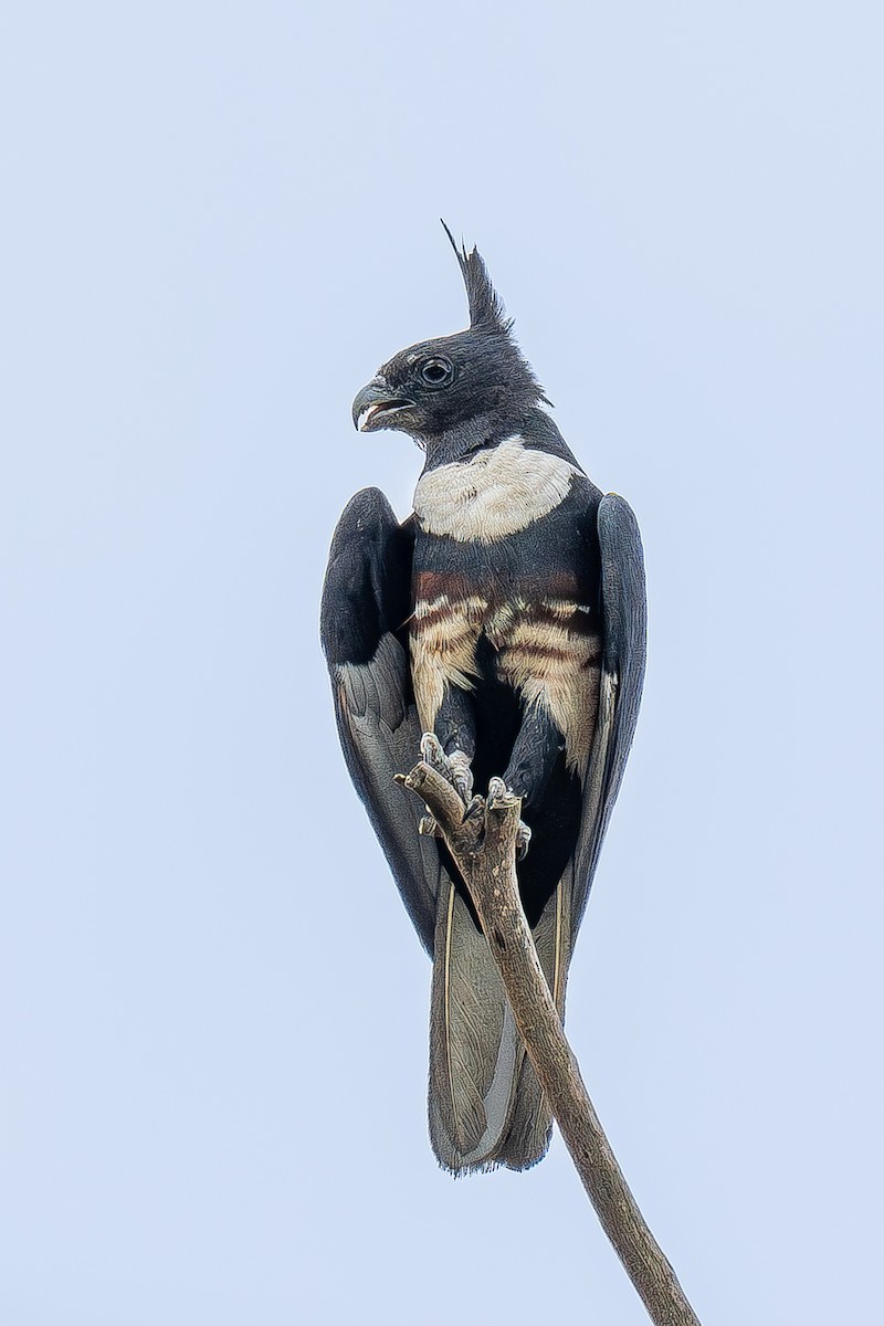 Black Baza - ML621236651