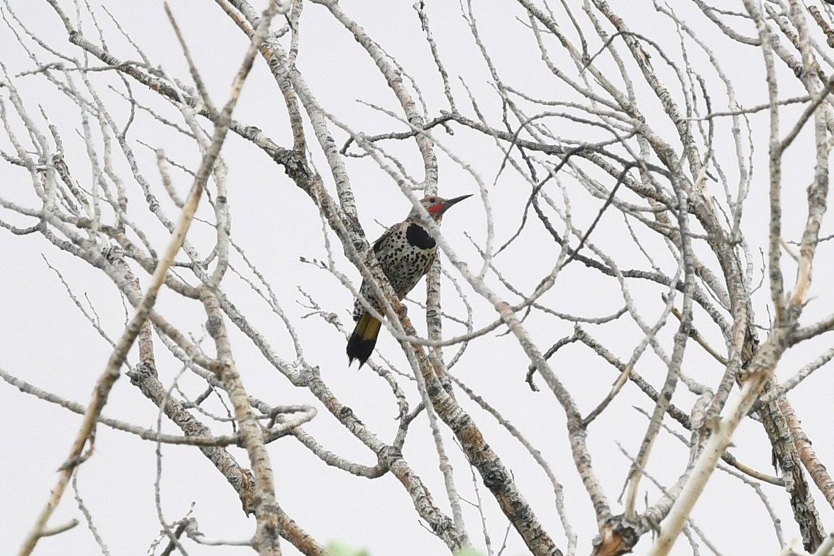 Gilded Flicker - ML621236652