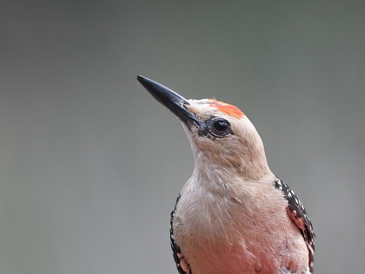 Gila Woodpecker - ML621236666