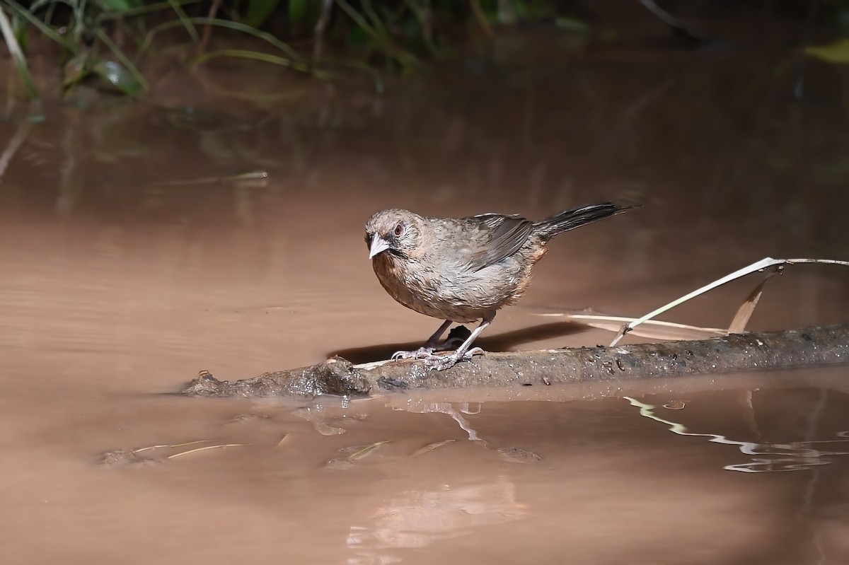 Abert's Towhee - ML621236682