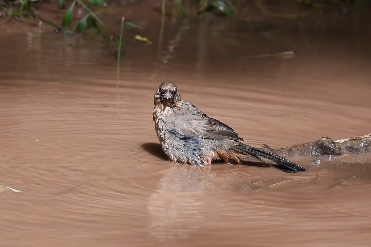 Abert's Towhee - ML621236683