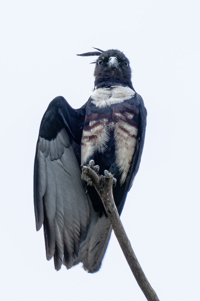 Black Baza - ML621236685