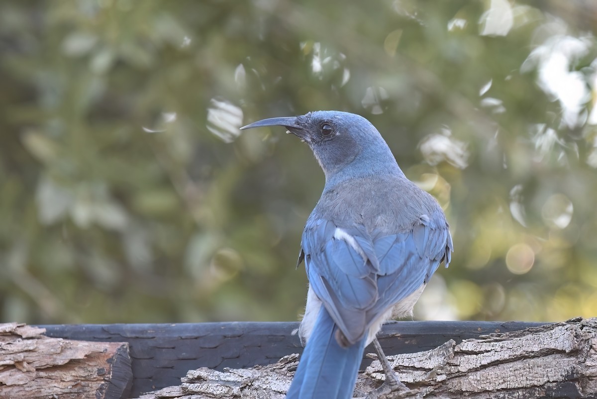 Mexican Jay - ML621236706