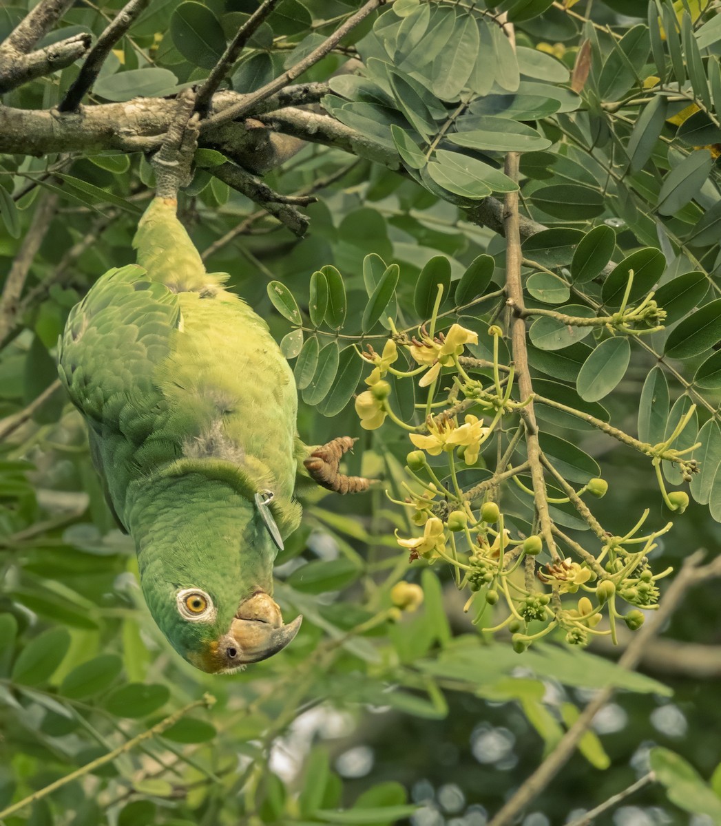 Yellow-crowned Parrot - ML621236798
