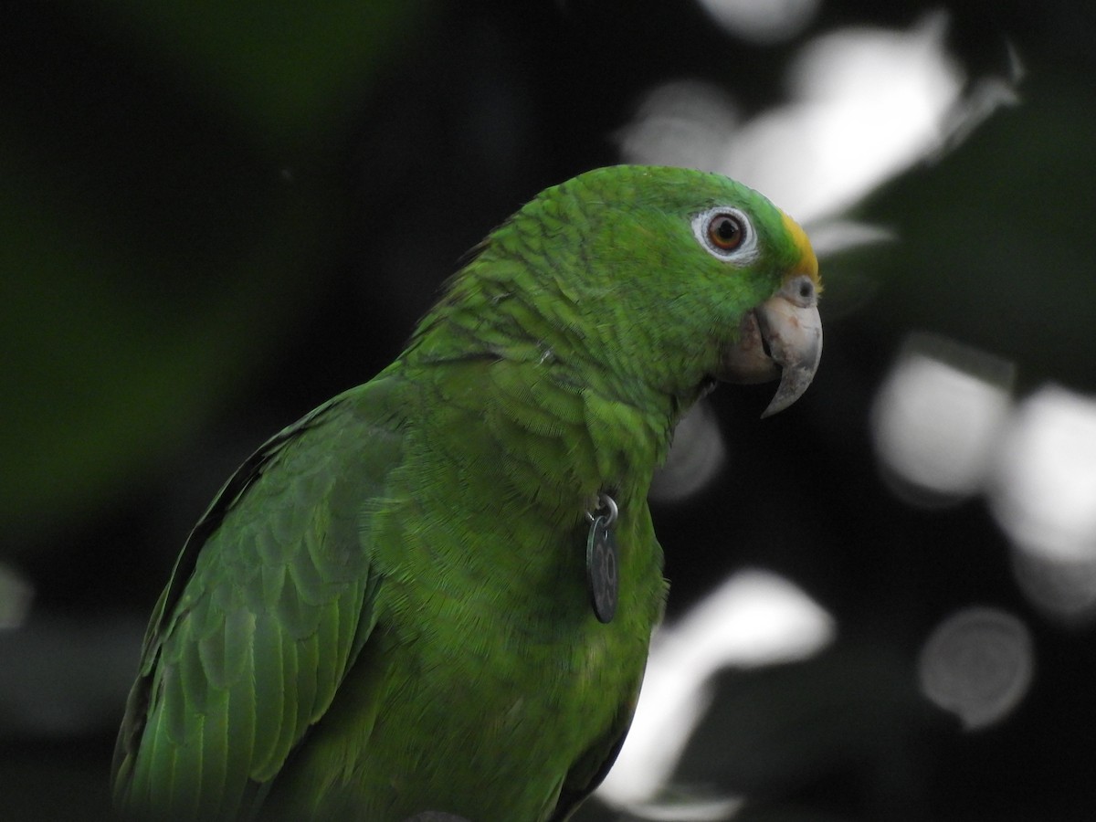 Yellow-crowned Parrot - ML621236799