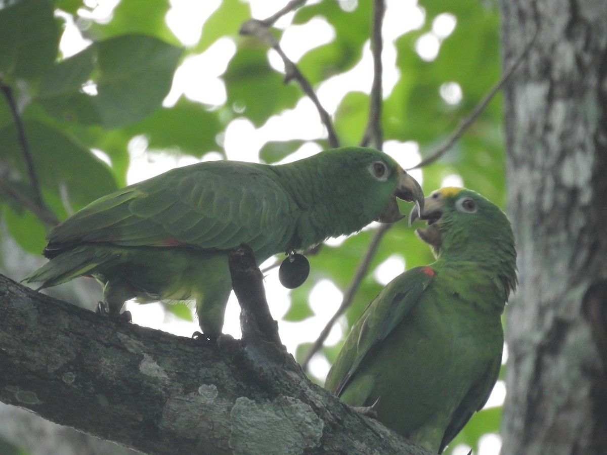 Yellow-crowned Parrot - ML621236801