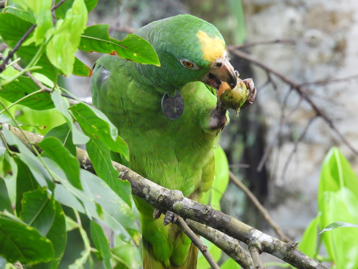 Yellow-crowned Parrot - ML621236802