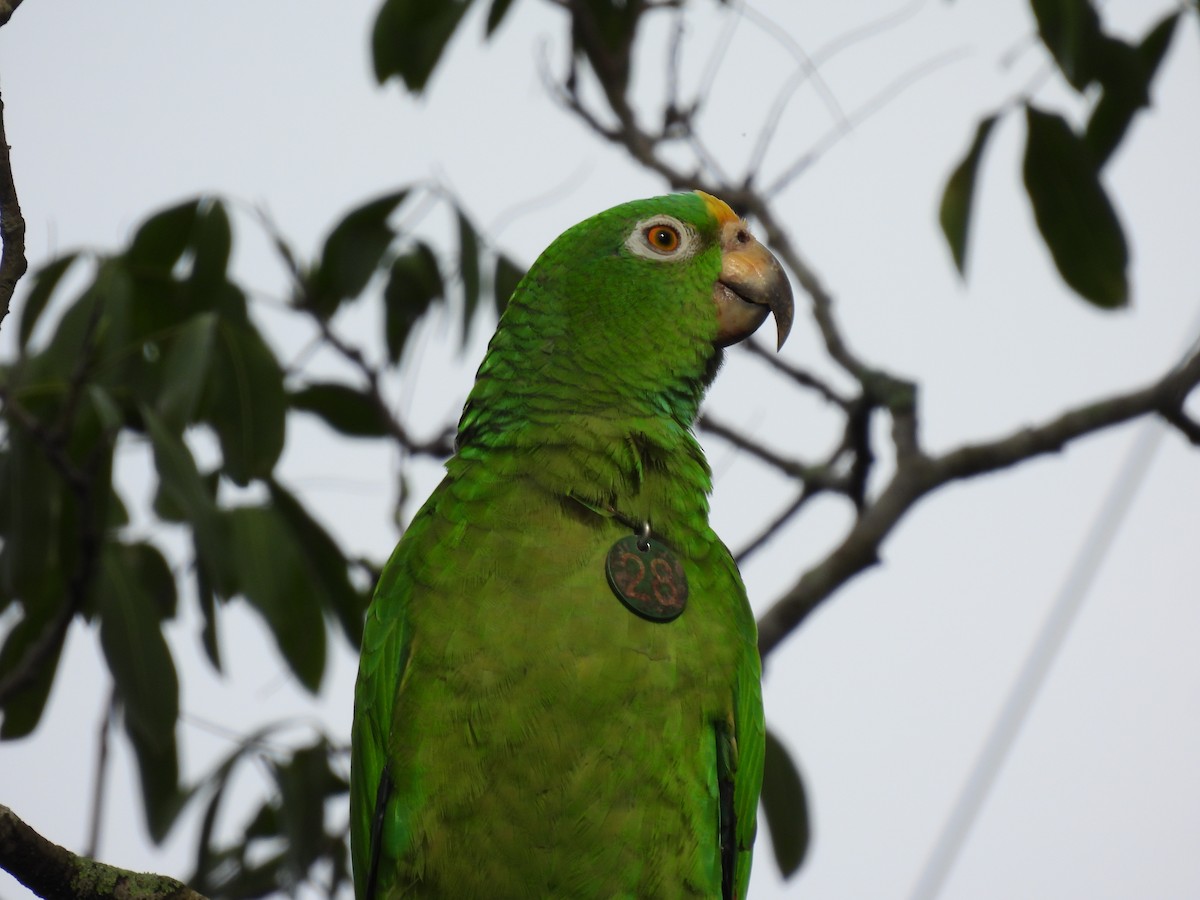 Yellow-crowned Parrot - ML621236803