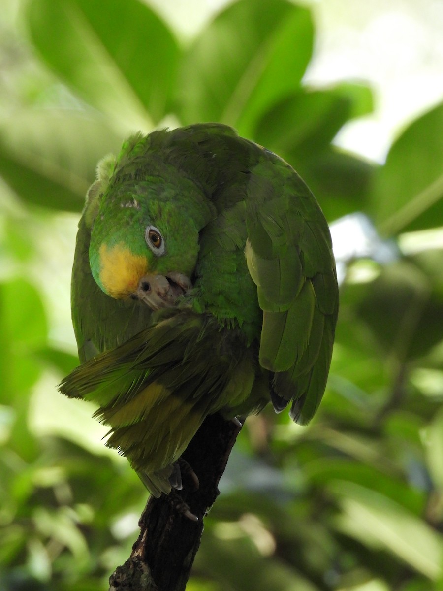 Yellow-crowned Parrot - ML621236804