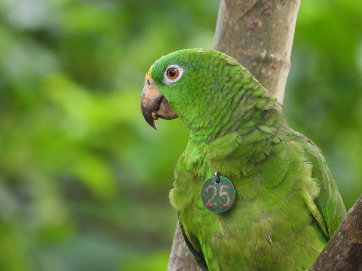 Yellow-crowned Parrot - ML621236806