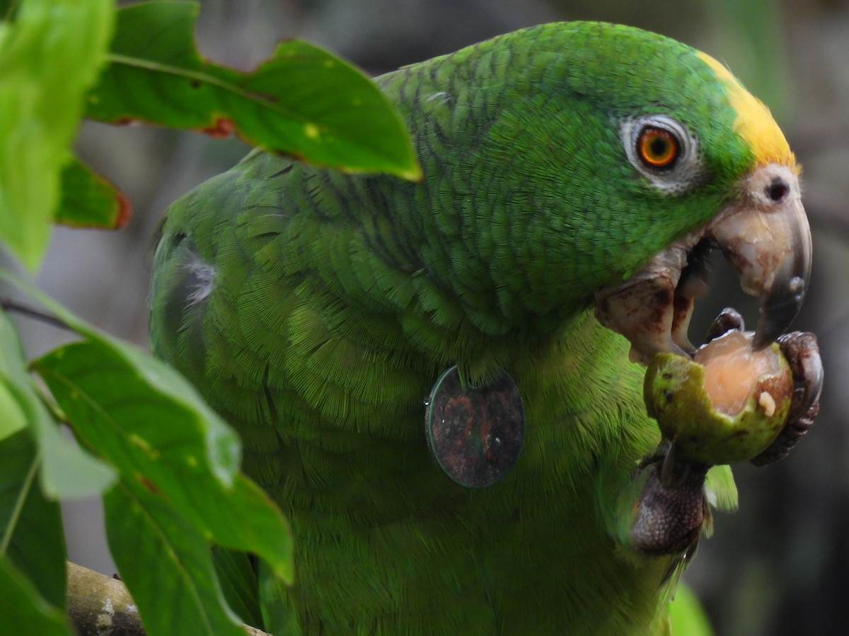 Yellow-crowned Parrot - ML621236807