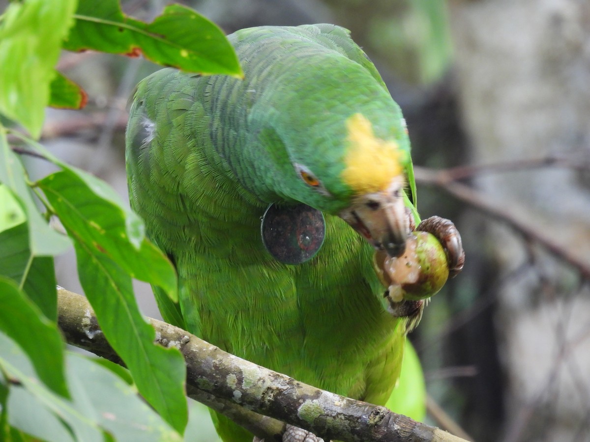 Yellow-crowned Parrot - ML621236808