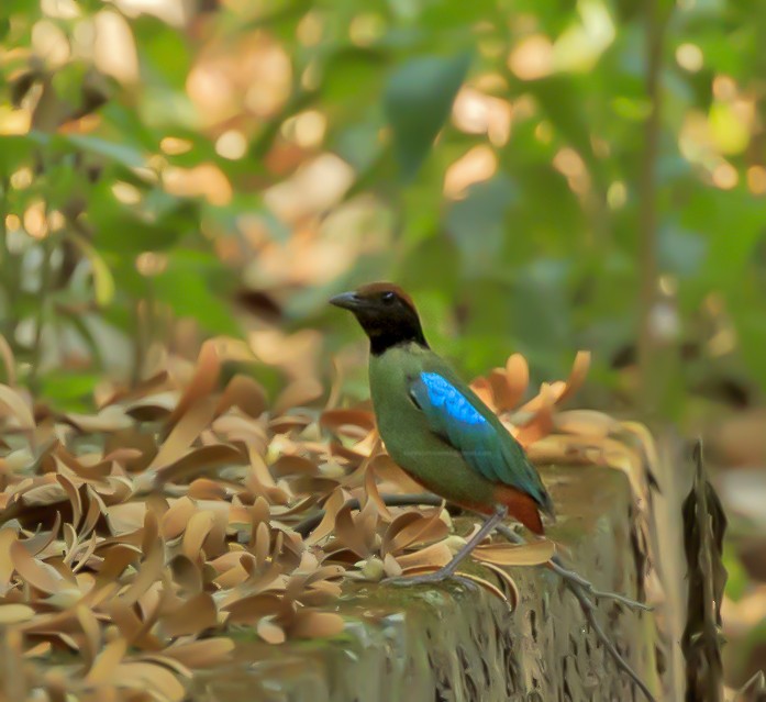 Western Hooded Pitta - ML62123681