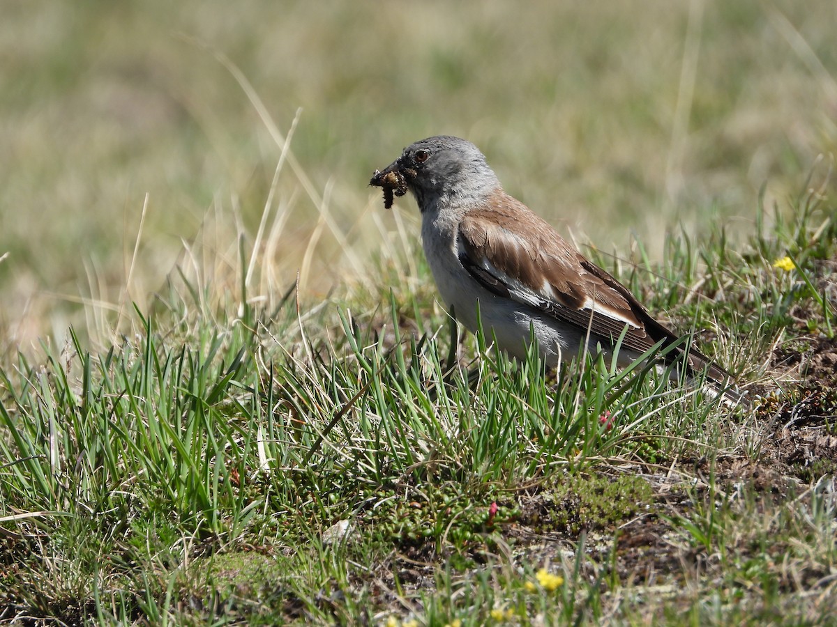 White-winged Snowfinch - ML621236822