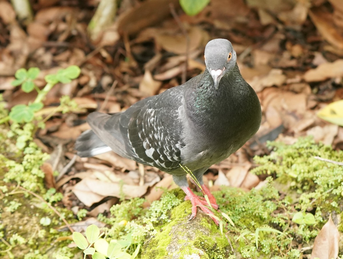 Rock Pigeon (Feral Pigeon) - ML621236829