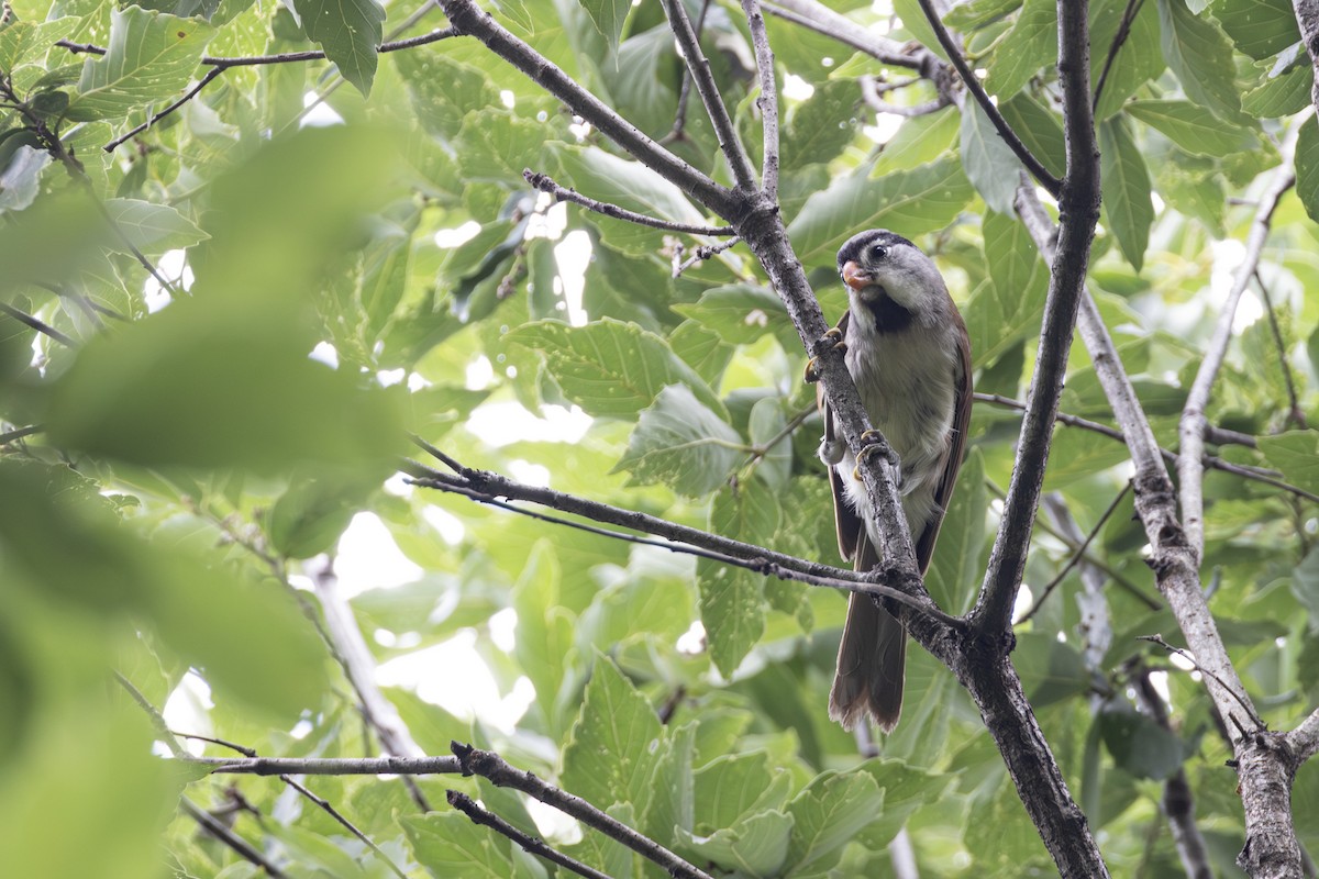 Gray-headed Parrotbill - ML621236854