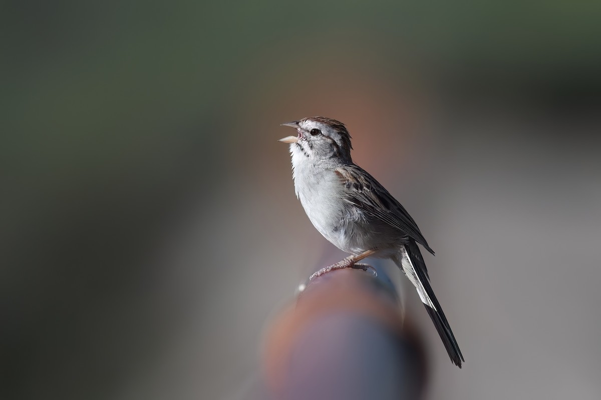 Rufous-winged Sparrow - ML621236904