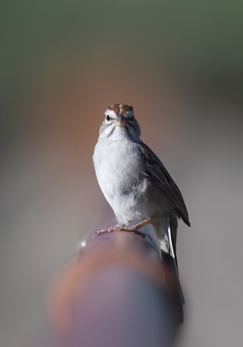 Rufous-winged Sparrow - ML621236905