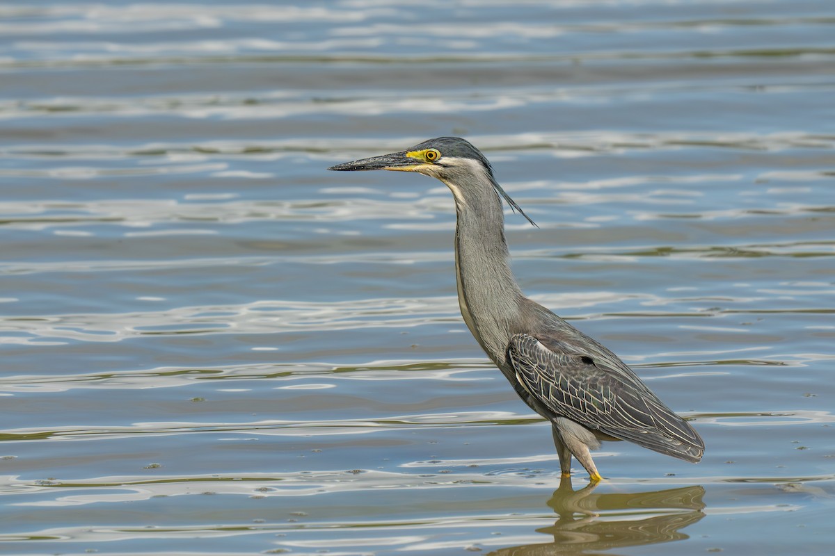 Little Heron - ML621236980